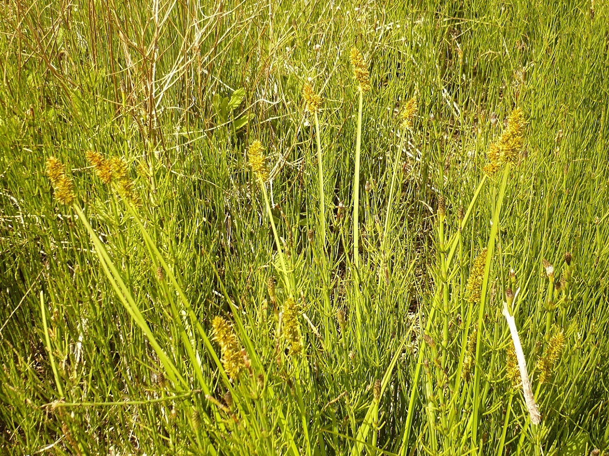 Carex otrubae (Cyperaceae)